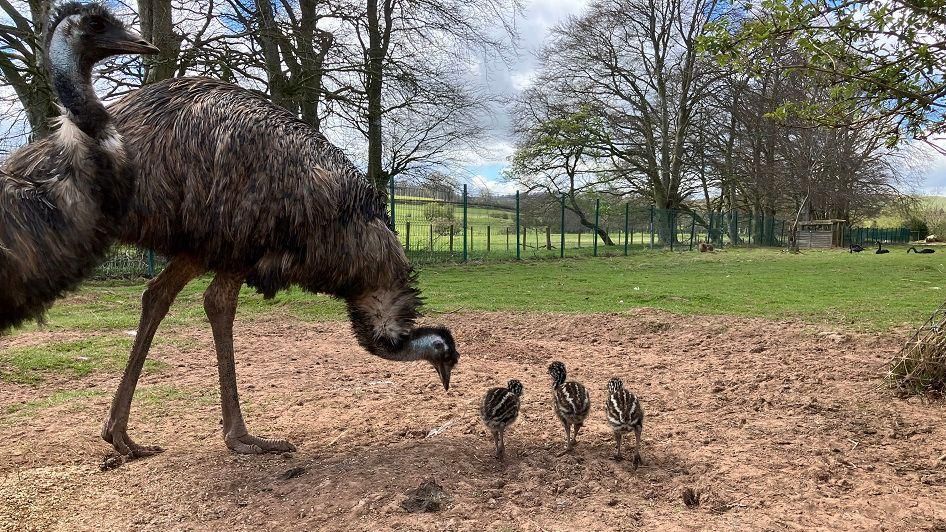The father and the emu chicks at the bird sanctuary