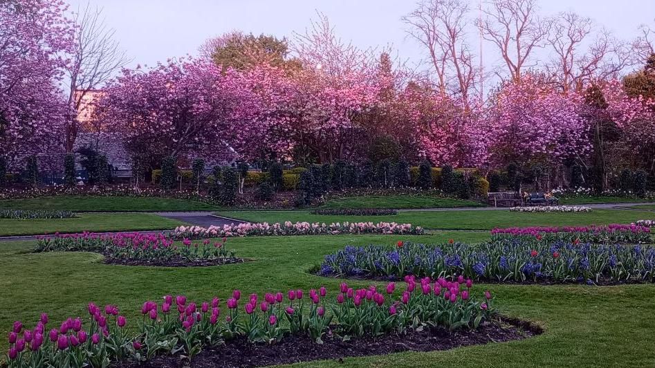 Blossom in Victoria Park, Glasgow