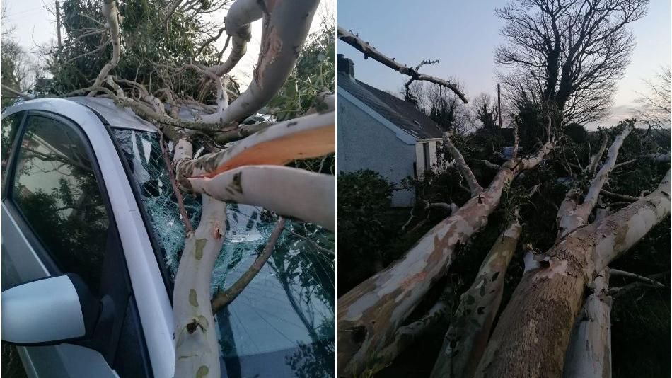 Tree falls on a car in Raholp, County Down