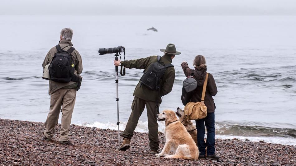 Wildlife photographers and whale watchers, joined by two labradors, spotting bottlenose dolphins on a shingle beach at Chanonry Point in Moray Firth, Scotland