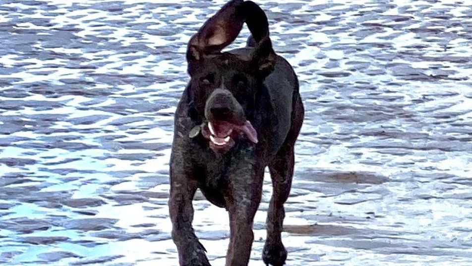 A dog running on wet sand