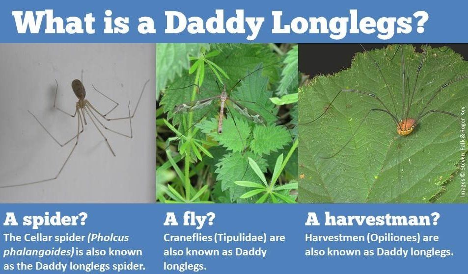 Is the UK really seeing a record daddy long legs invasion