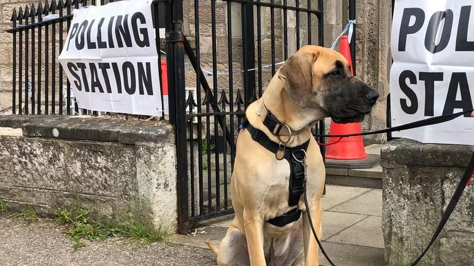 A great dane dog sits in the entranceway to a polling station at a church in Nairn, Scotland.