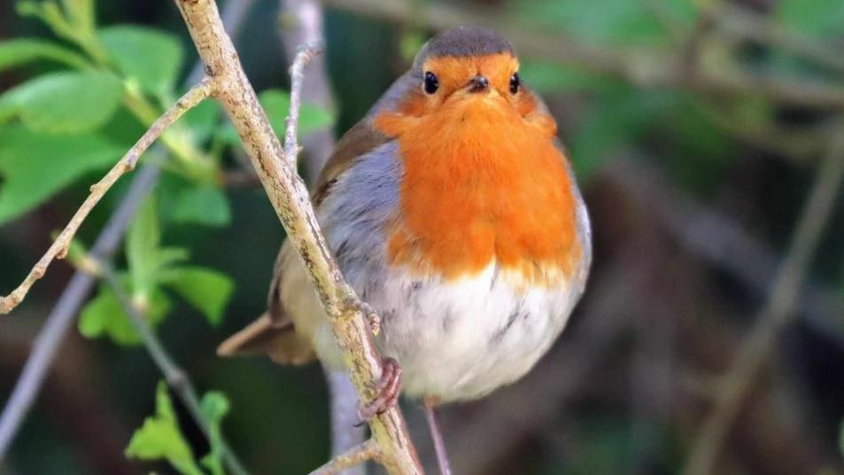 A Robin bird 