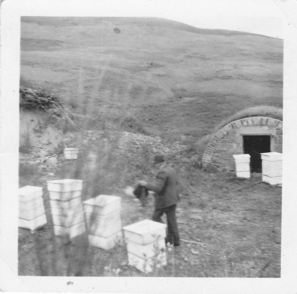 White bee hives in a field as a man tends to them