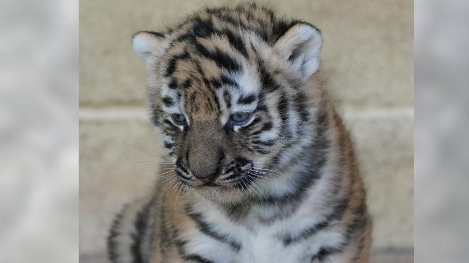 A tiger cub 