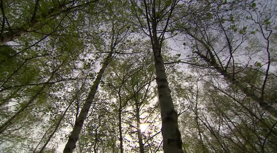 Image of trees at Birch Grove in Swindon