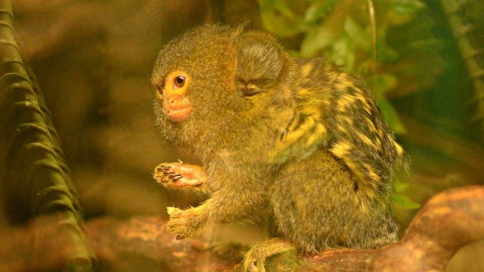 A baby pygmy marmoset with its mother