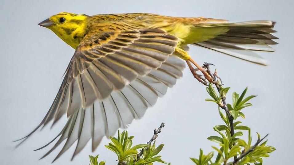 A yellowhammer in flight