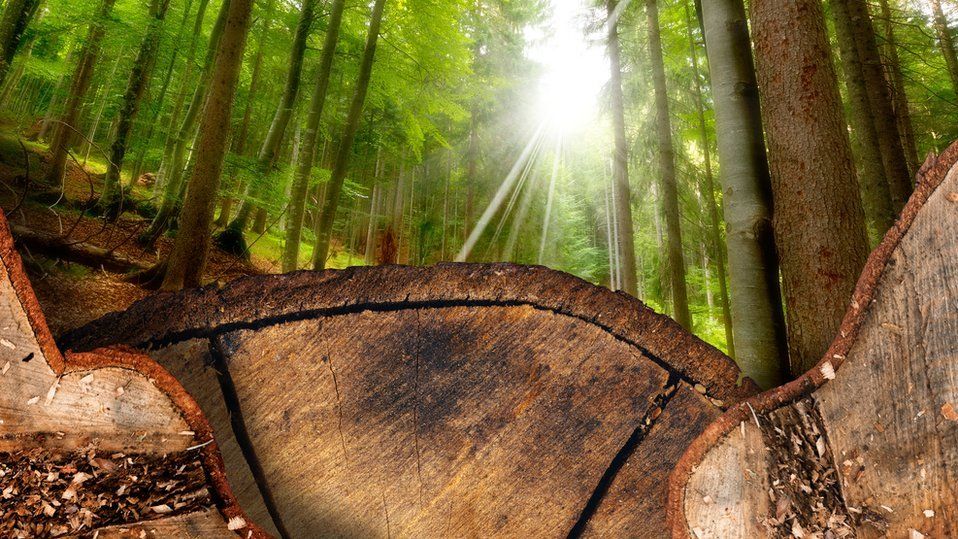 Cut wood in a conifer forest