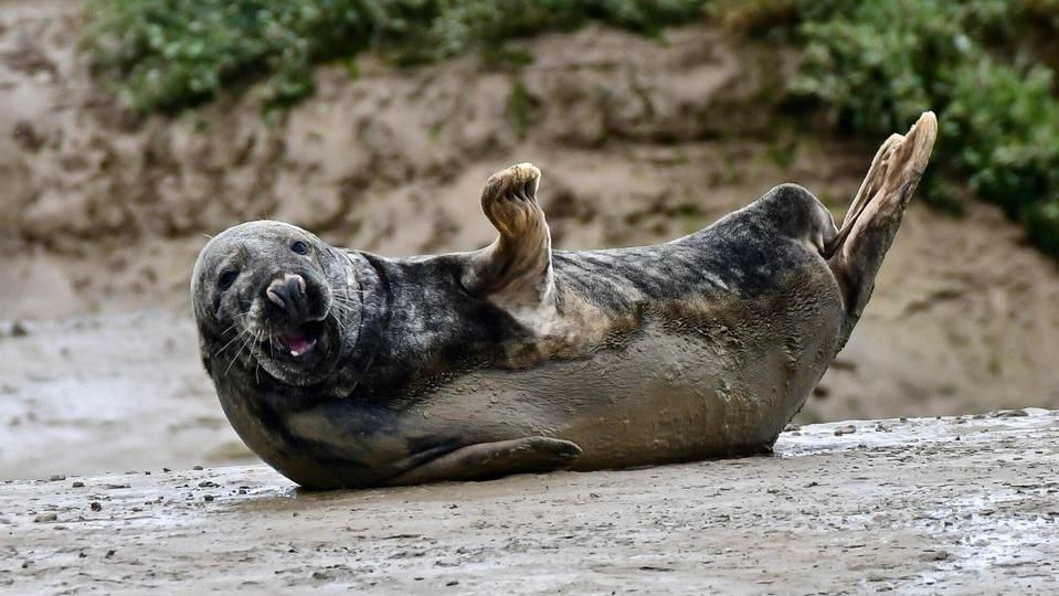 Seal on its belly waving at a camera