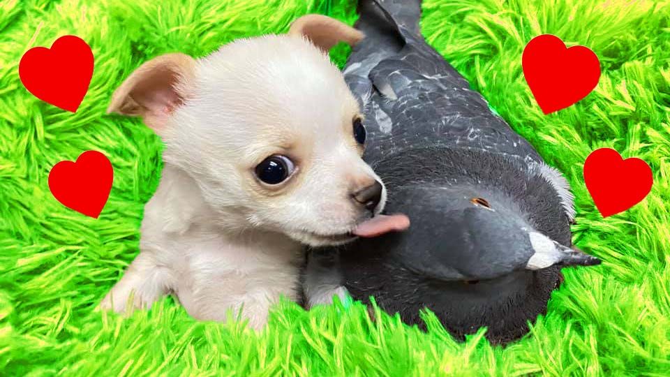 chihuahua-and-pigeon.