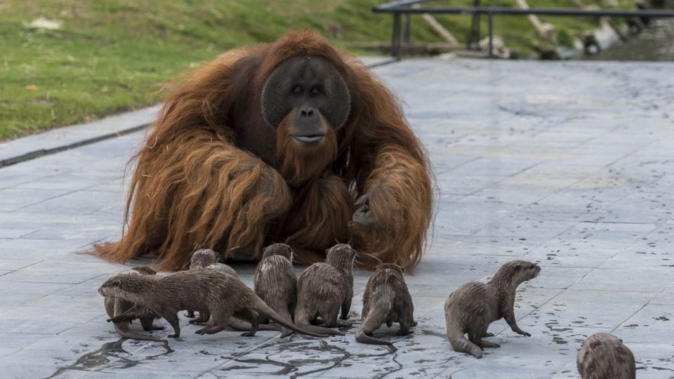 Orangutan and otter families make friends