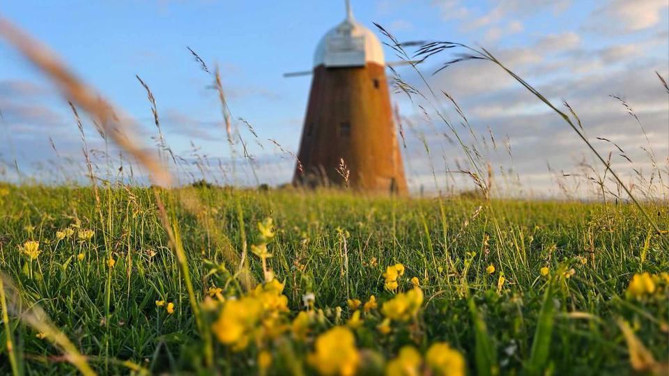 Halnaker Windmill behind grass 