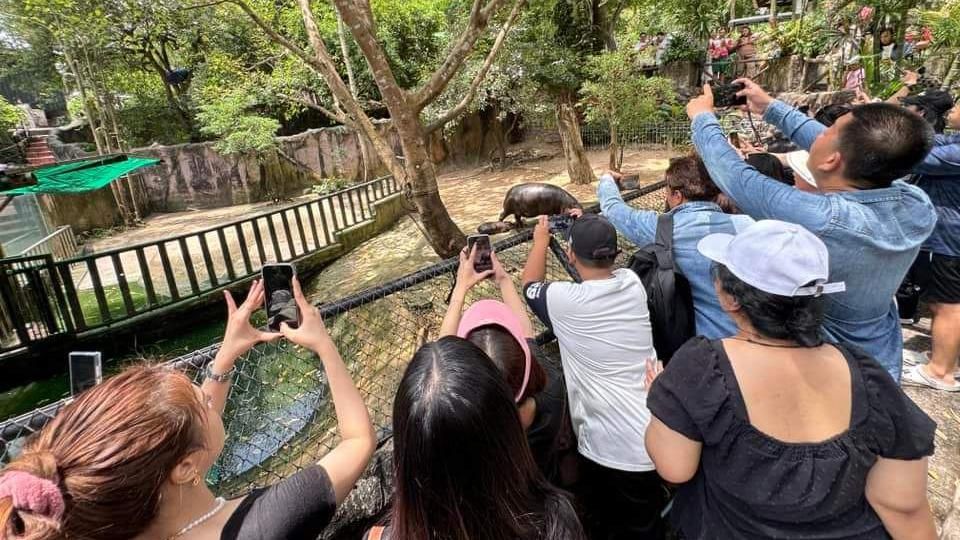 Visitors crowd around Moo Deng, taking pictures of her in her enclosure.