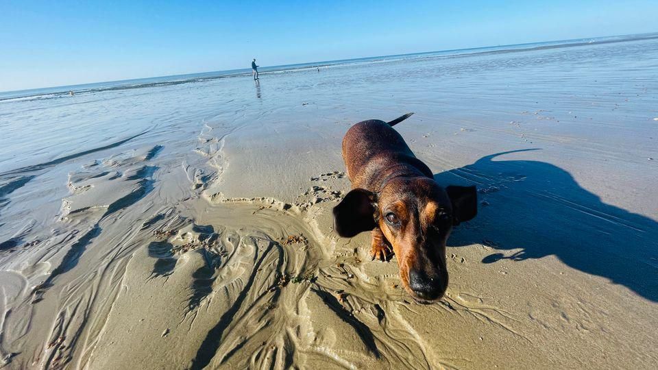 A sausage dog on a beach 