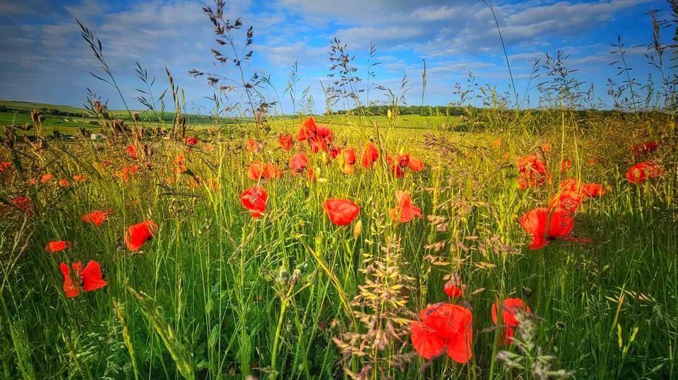 Poppies in a field 