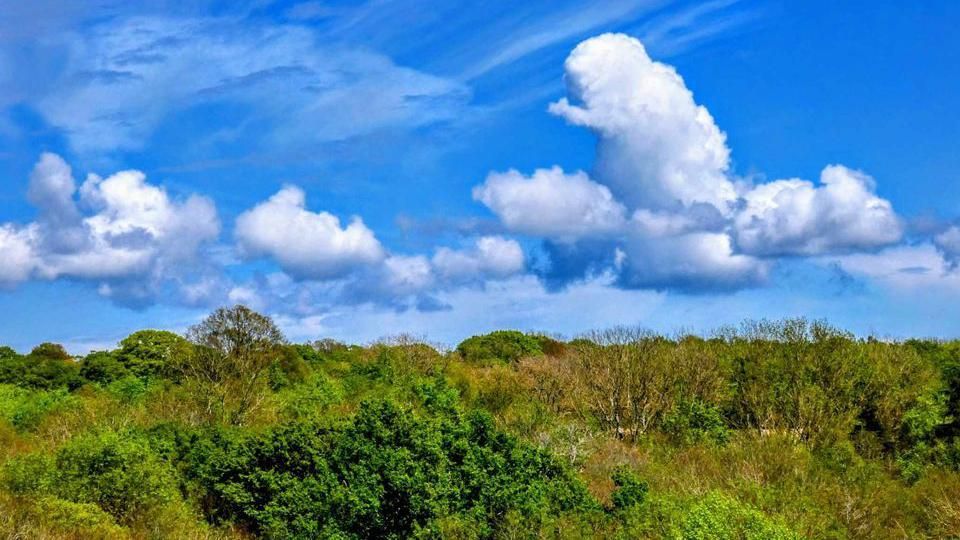 Bushes and trees under a blue sky with white fluffy clouds 