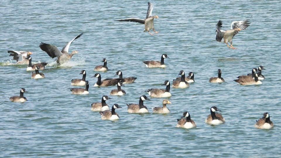 Many geese in a water.