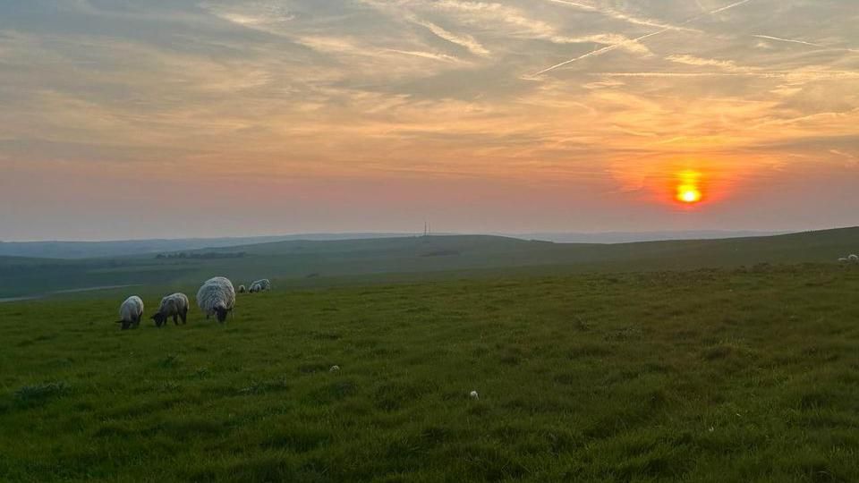 field with sheep and sunset in the distance 