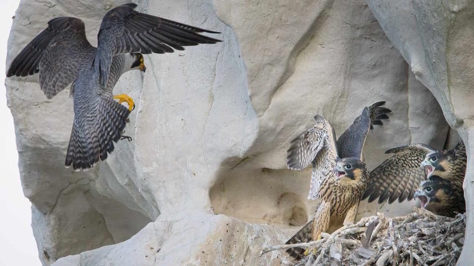 A peregrine falcon flying into a nest site 