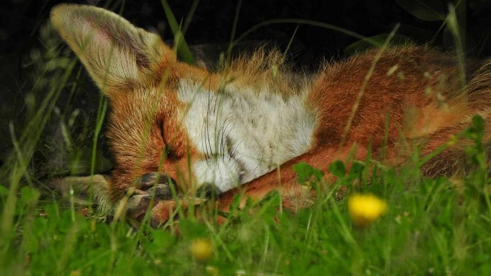 A sleeping fox in a field 