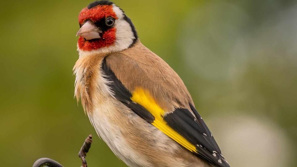 A goldfinch bird 
