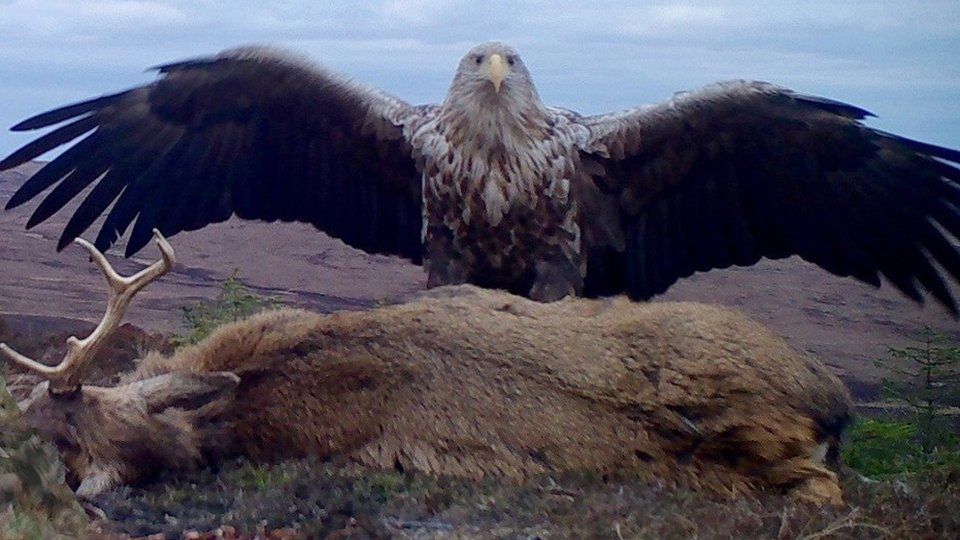 White-tailed sea eagle and road-kill stag