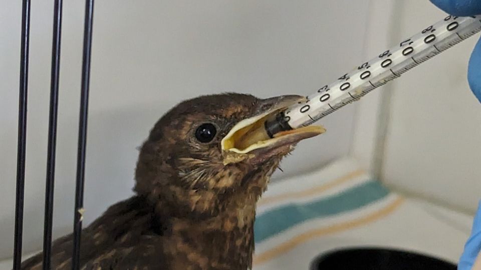 A baby bird being fed from a syringe