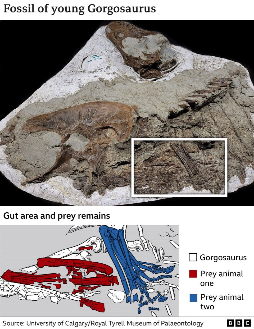 Diagram of prey remains inside the fossilised tyrannosaur