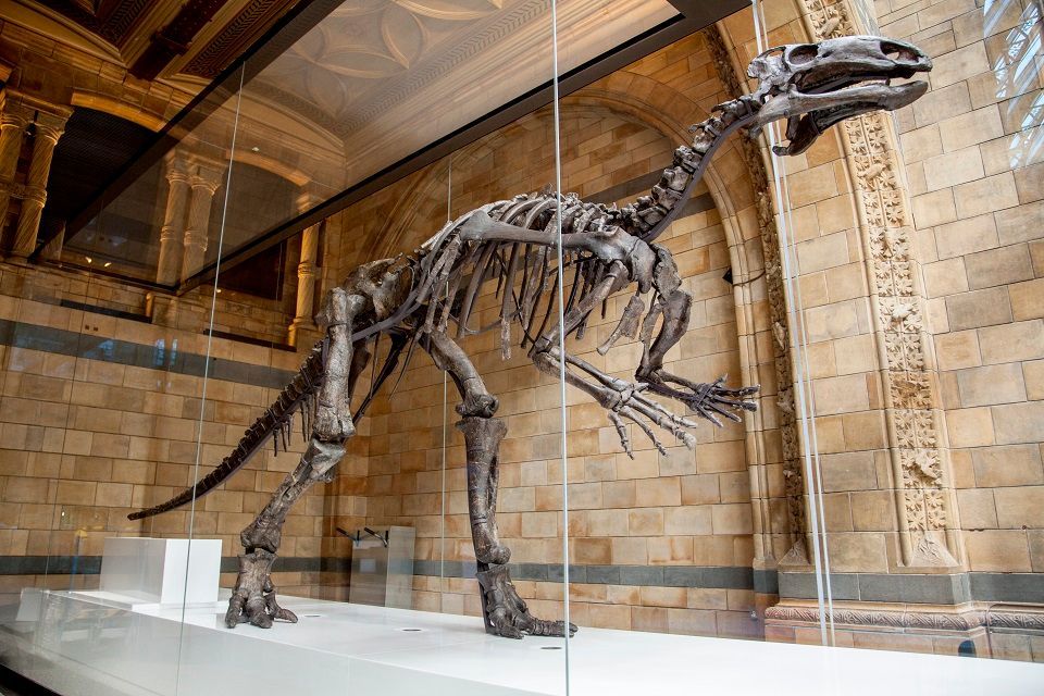 Mantellisaurus at the Natural History Museum