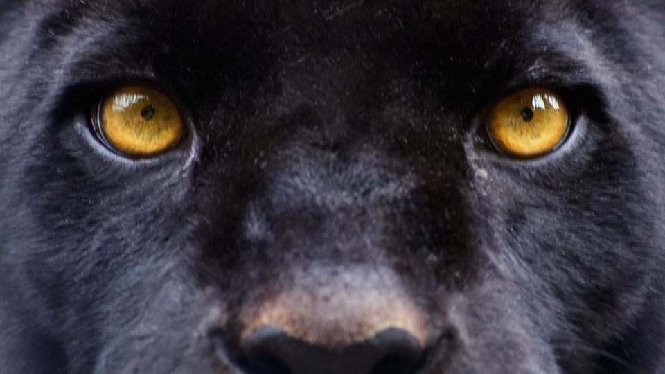 Olhos de pantera