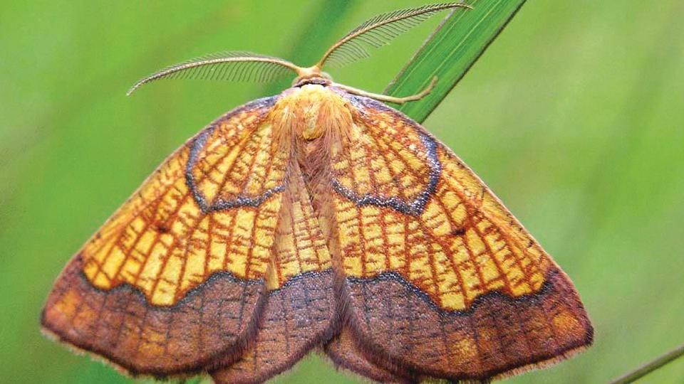 A dark bordered beauty moth