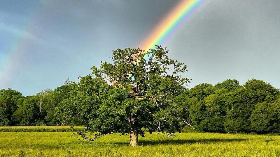 Two rainbows behind a tree in a field 
