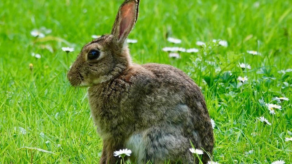 Rabbit in a field 