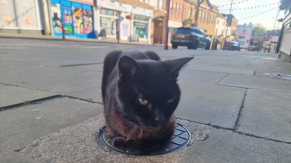 Salem lying over a covering on a pavement, with shops behind him.