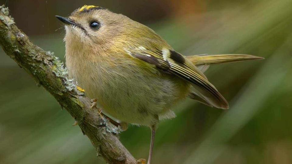 A Goldcrest bird 