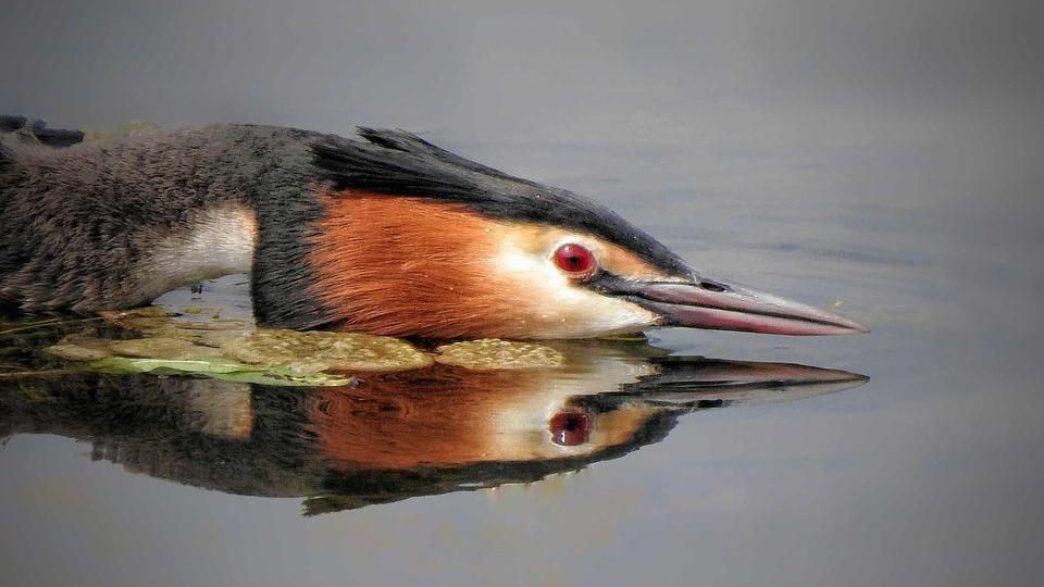 A great crested grebe 
