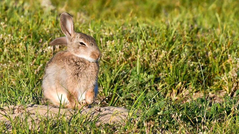a bunny in a field 