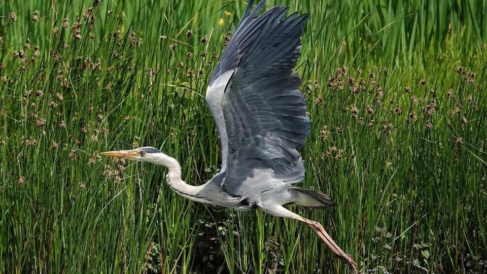 A grey heron bird flying over a pond 