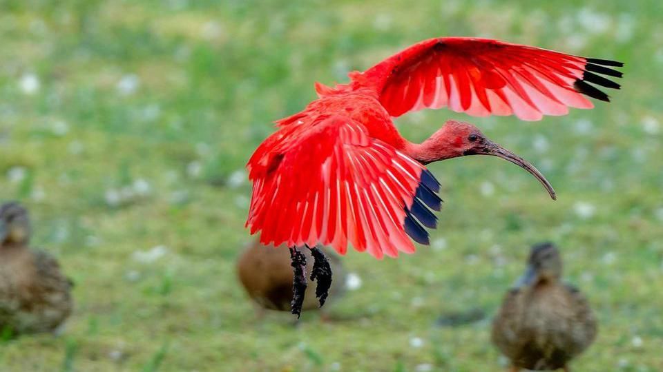 A scarlet ibis bird flying.