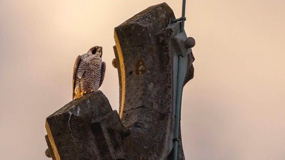 Peregrine falcon perched on a cross at sunset on St Albans Cathedral