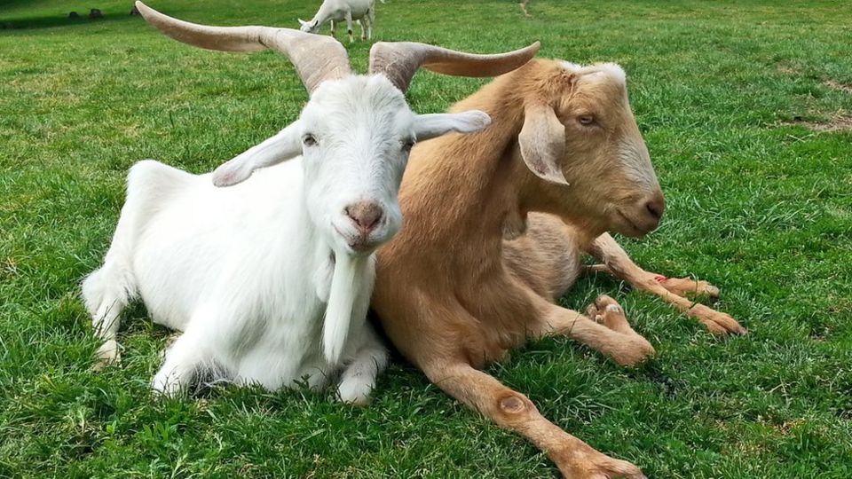 Goats relaxing at Buttercups goat sanctuary