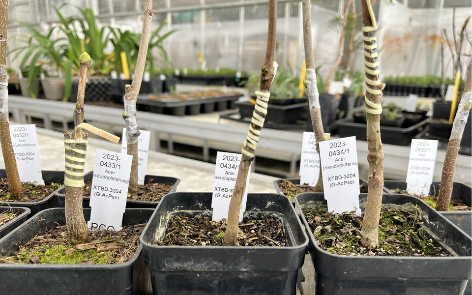 Nine grafted seedlings survive