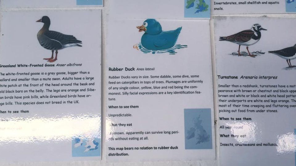Wild bird identification cards