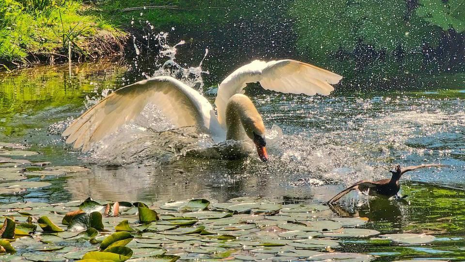 a swan swimming towards a bird in a lake