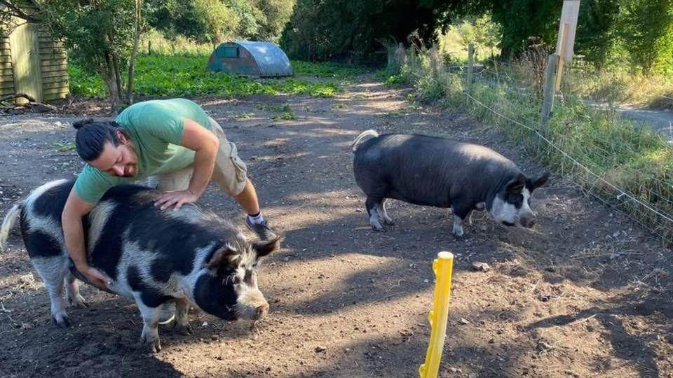 Josephine having a belly rub from a man on a farm, and Poppy, both seven year old pigs