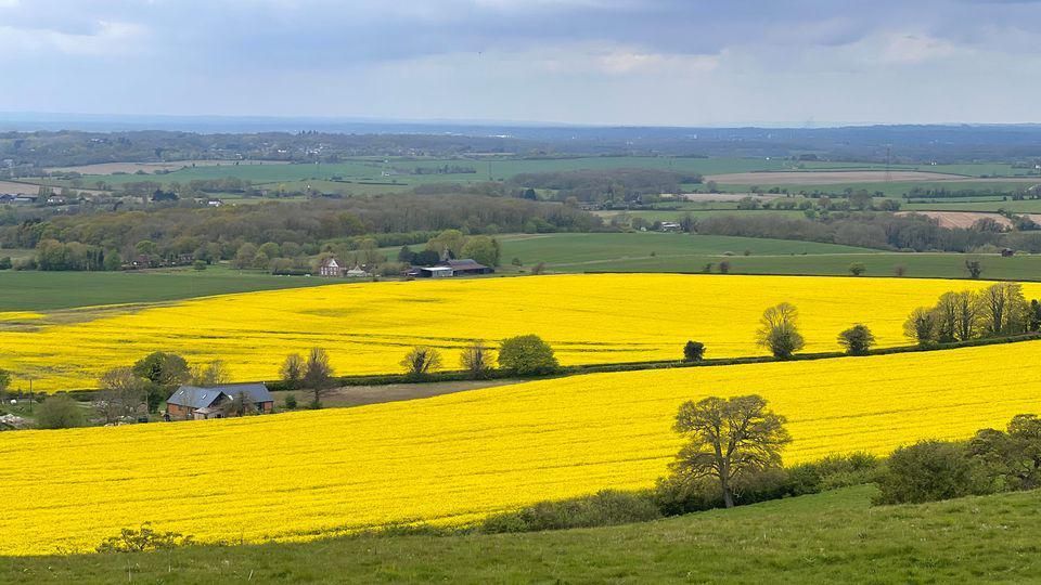 Yellow and green fields in Lyminge