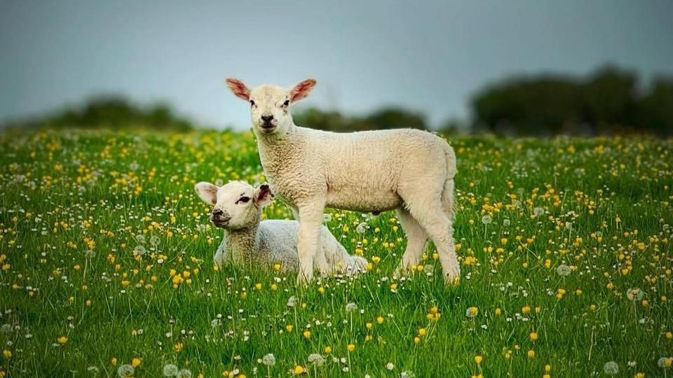Two lambs in a field 