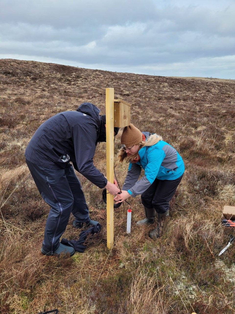 Installing a sensor in peat